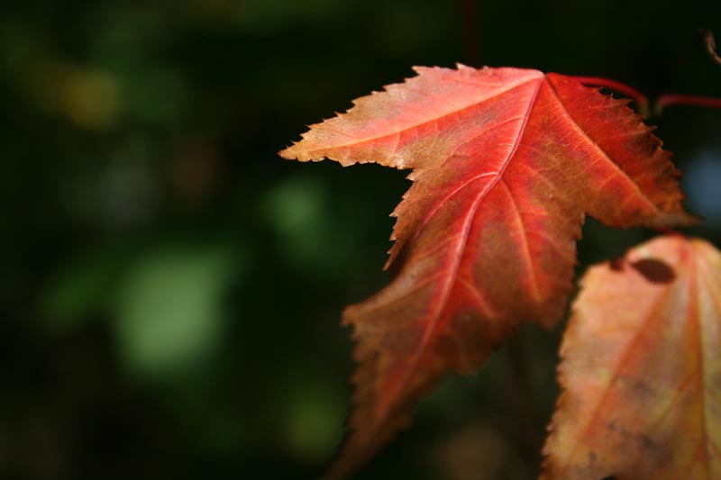 Red leaf