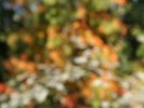 Wonderfully out of focus II